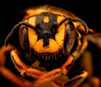 Paranthium jugatorium, f, face, Mingo County, WV 2018-11-19-12.50.35 ZS PMax UDR