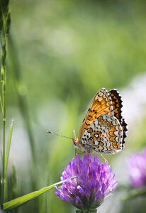 Wings coloring flower