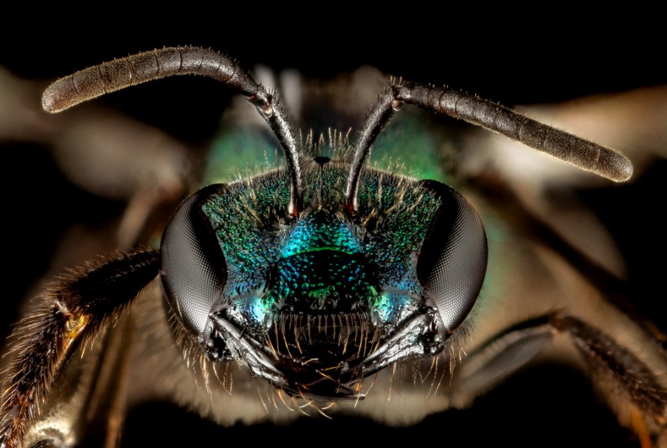 Augochlora buscki, M, Face, Puerto Rico, Yauco 2014-09-15-18.22.24 ZS PMax