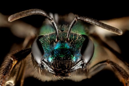 Augochlora buscki, M, Face, Puerto Rico, Yauco 2014-09-15-18.22.24 ZS PMax photo