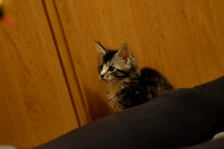 GALIT 13/12/2015 - Février 2016