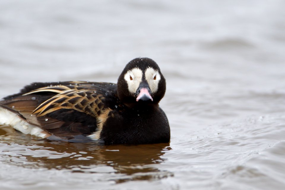 Long-tailed duck face-on
