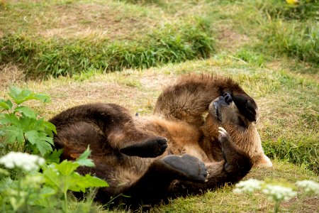 Kodiak bear