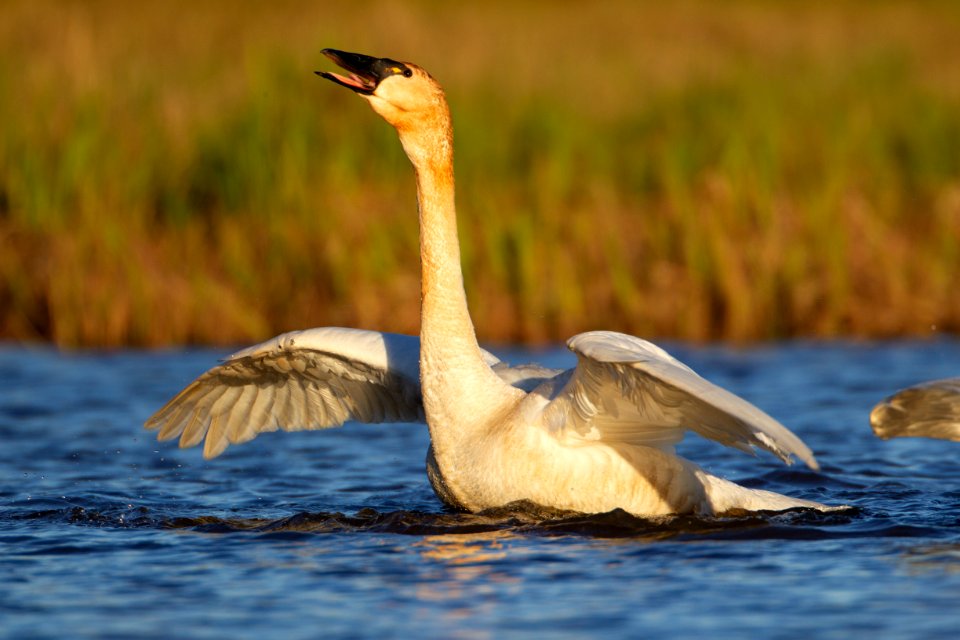 Tundra swan calling