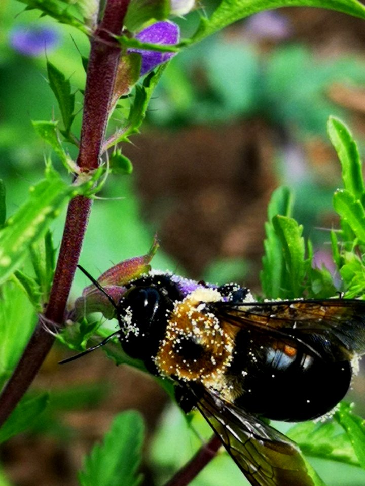Nectar robbing bee