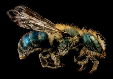 Osmia atriventris, F, side, beltsville, md 2014-04-14-16.30.54 ZS PMax