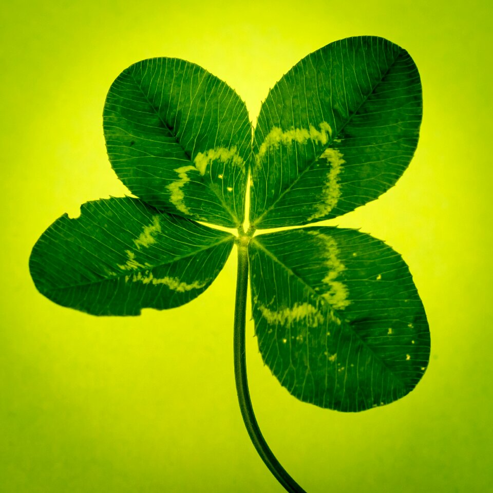 Vierblättrig lucky clover symbol