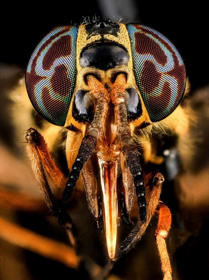 Deer Fly 1, U, Face, MD, PG County 2013-07-02-18.04.42 ZS PMax