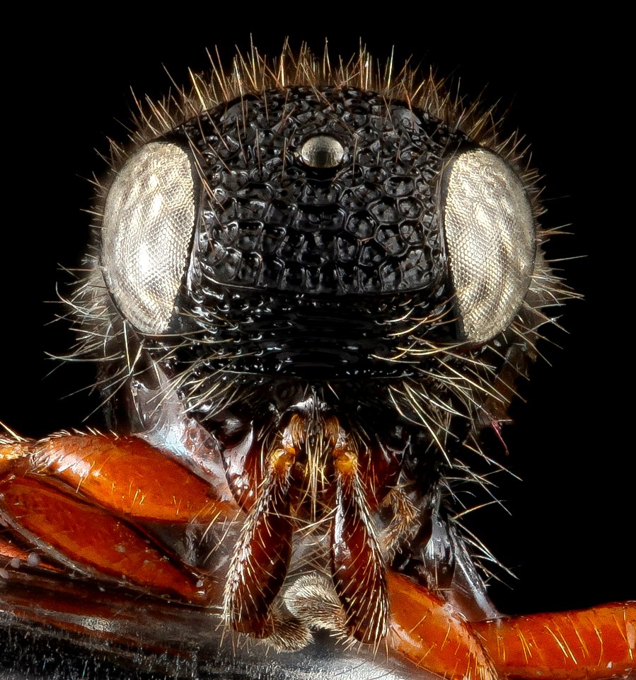 Wasp, U, face, Florida, Duval County 2013-03-15-15.23.47 ZS PMax