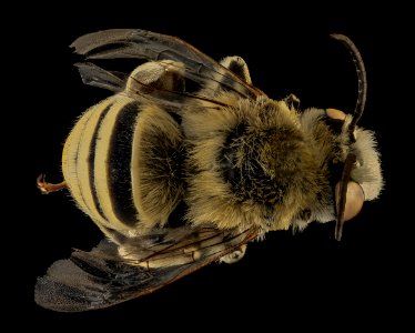 Anthophora montana, M, Back, Larimer Co, CO 2013-12-11-11.07.30 ZS PMax photo