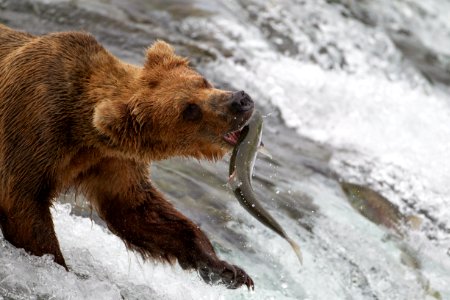 Bear captures salmon