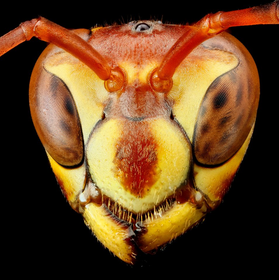 Polistes exclamans, U, Head 2013-04-18-11.26.24 ZS PMax