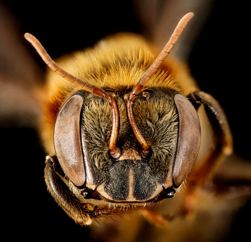 Stingless bee 3, f, face, peru 2014-07-30-13.12.18 ZS PMax