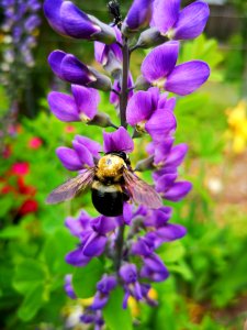 Bee visiting false indigo (Baptisia) flowers