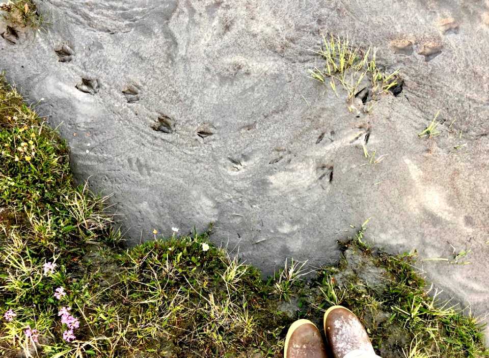 Bird Prints
