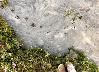 Bird Prints