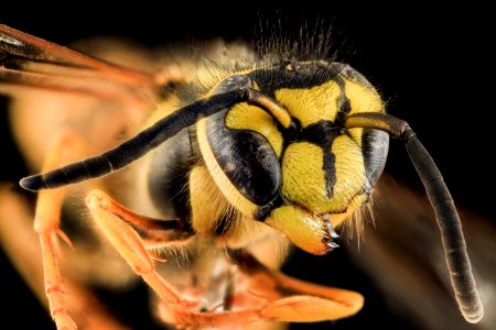 Yellowjacket, Head, MD, Talbot County 2013-09-30-19.15.27 ZS PMax photo