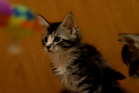 GALIT 13/12/2015 - Février 2016