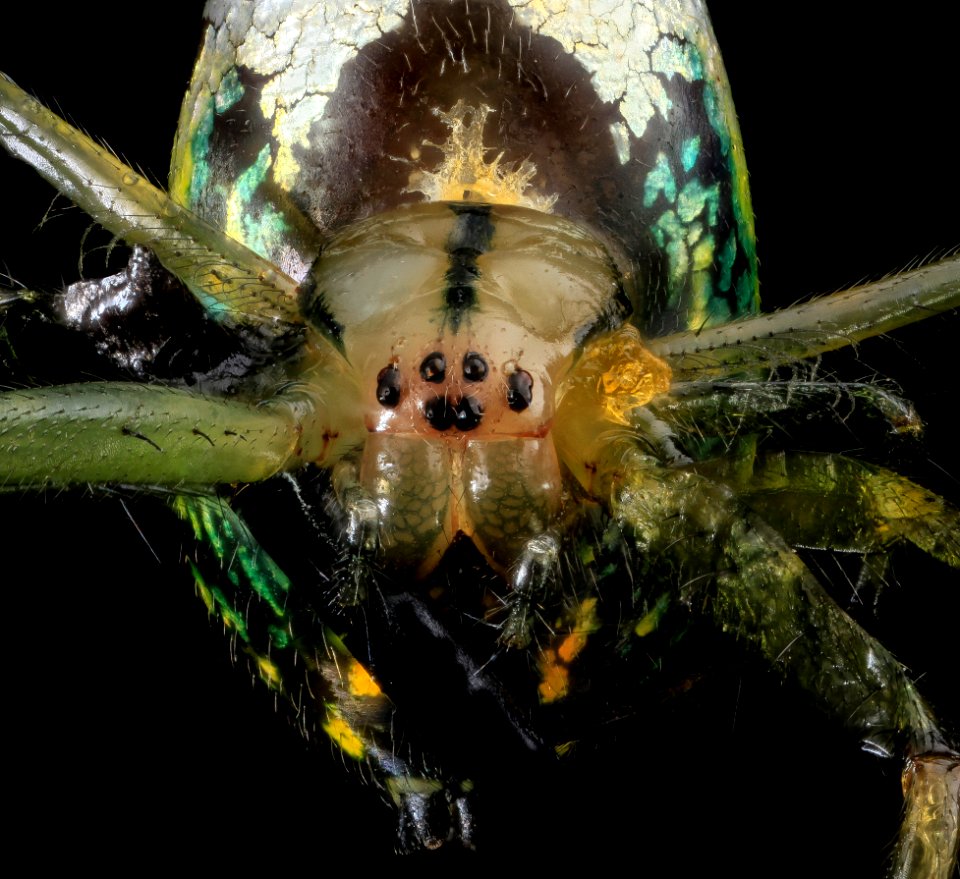 Leucauge venusta, Orchard Orb Weaver, U, Face, MD, Upper Marlboro 2013-06-21-15.01.37 ZS PMax