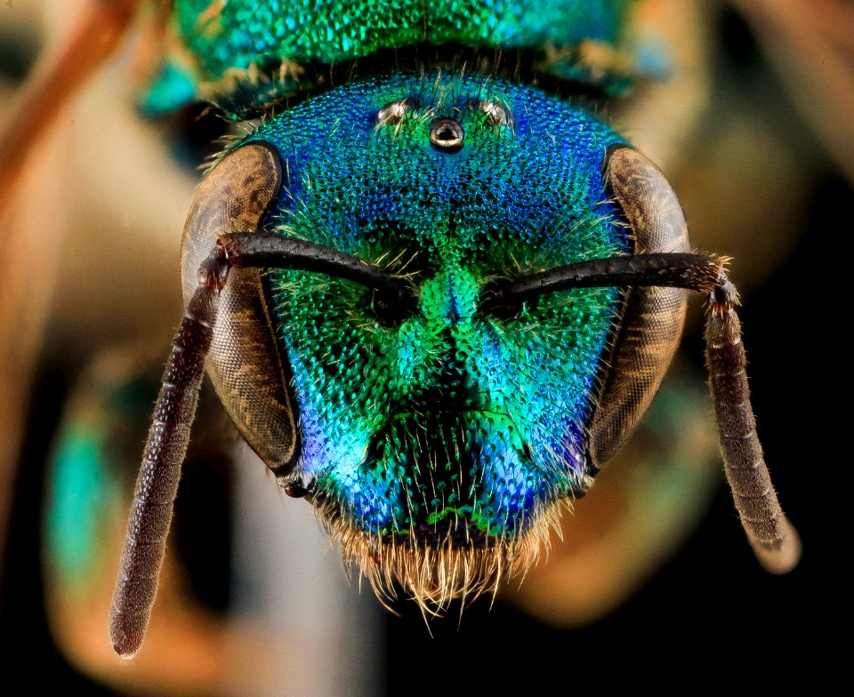 Augochloropsis sumptuosa, F, face, NC Moore County 2013-09-26-15.51.34 ZS PMax