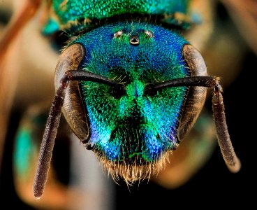 Augochloropsis sumptuosa, F, face, NC Moore County 2013-09-26-15.51.34 ZS PMax photo