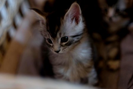 Chatons GALIT 13.12.2015 - Février 2016