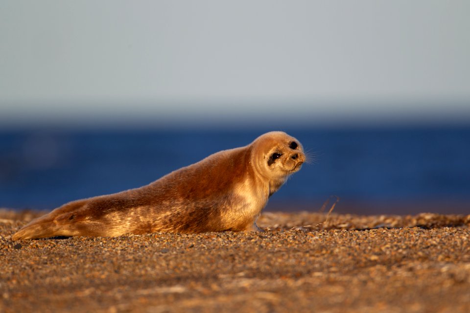 Spotted seal on the beach