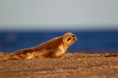 Spotted seal on the beach