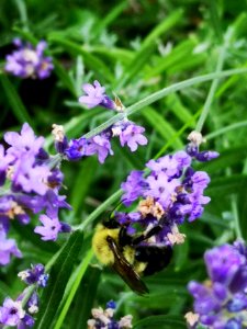 Bumblebee visiting lavender Lavandula photo