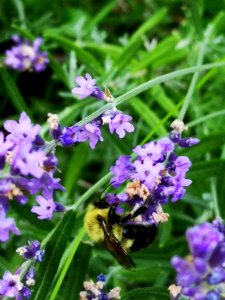 Bumblebee visiting lavender Lavandula