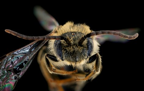 Andrena rehni, m, face, Prince George's Co. Maryland 2019-12-16-20.22.02 ZS PMax UDR photo