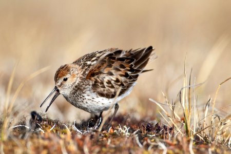 Western sandpiper photo