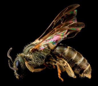 Halictus confusus, F, Side, VA, Wolftrap 2013-06-26-16.53.54 ZS PMax photo