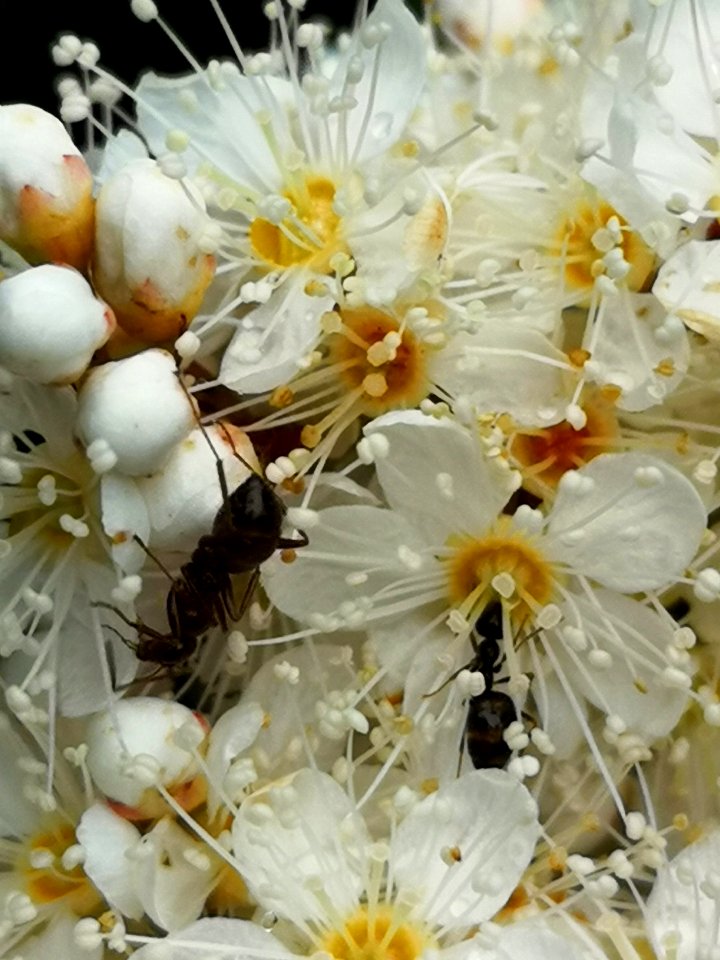 Ants in the false spiraea (Sorbaria sorbifolia 'Sem')