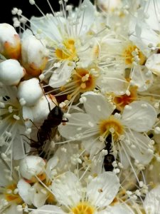 Ants in the false spiraea (Sorbaria sorbifolia 'Sem')