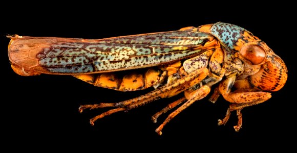 Sharpshooter, U, Side, MD, PG County 2013-08-05-18.12.40 ZS PMax photo