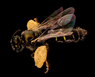 Perdita bradleyi, f, back, jug bay, md 2018-05-25-18.17