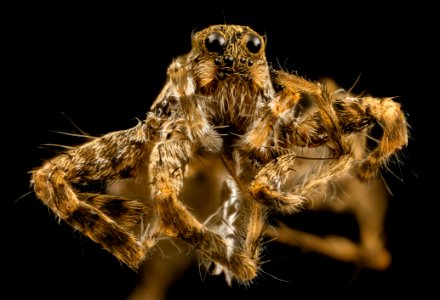 Spider Unknown, Face, MD, Prince Georges 2014-03-20-16.49.17 ZS PMax photo