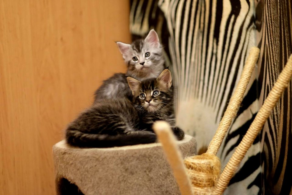 Chatons GALIT 13.12.2015 - Février 2016