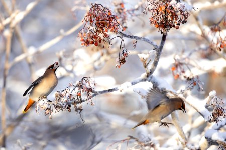 Bohemian waxwings photo