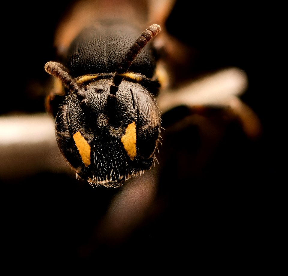 Hylaeus sparsus, f, face, Shenandoah, VA 2017-07-19-16.32.00 ZS PMax UDR
