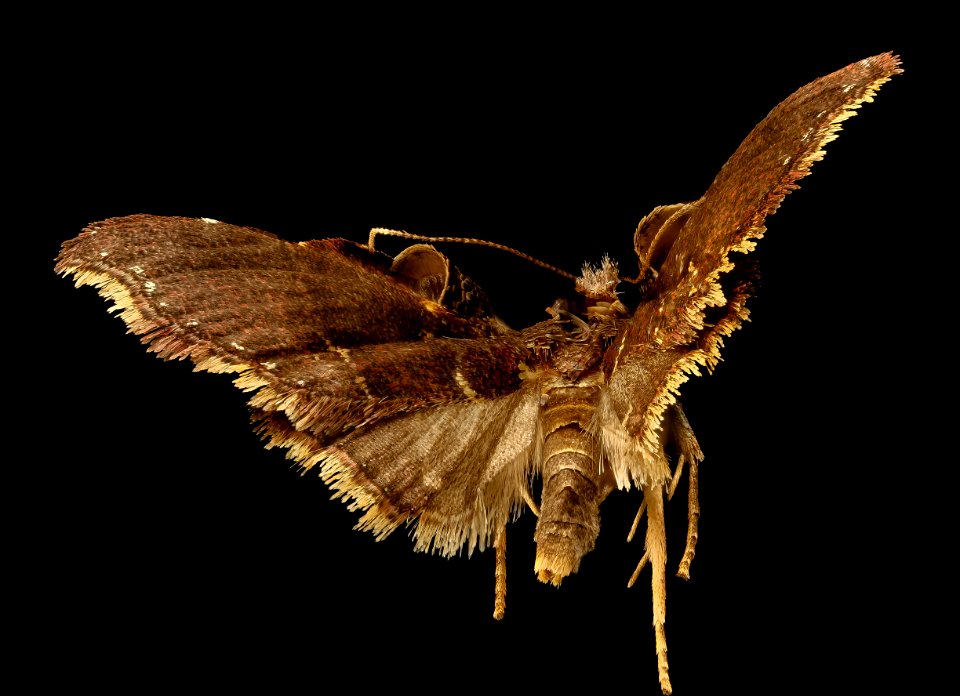 Epitamyra thermalis, Pyralidae, jamaica, ss and wd duckworth 2016-02-23-17.07