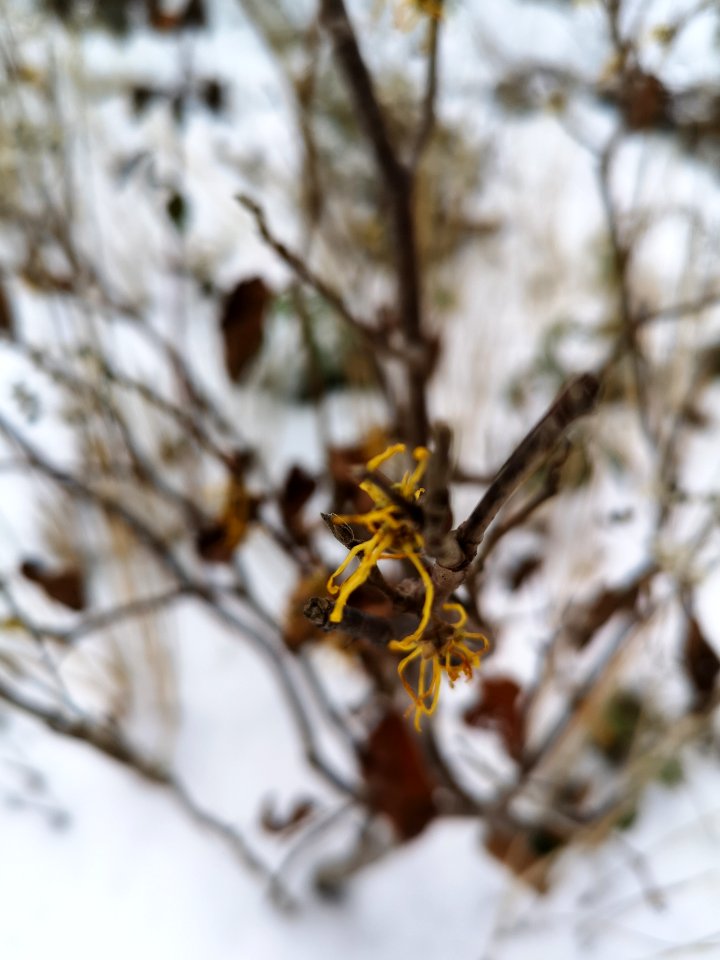 American witch-hazel (Hamamelis virginiana)