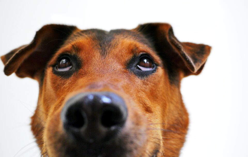 Sweet animal portrait eyes