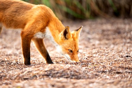 Red fox at Izembek Lagoon
