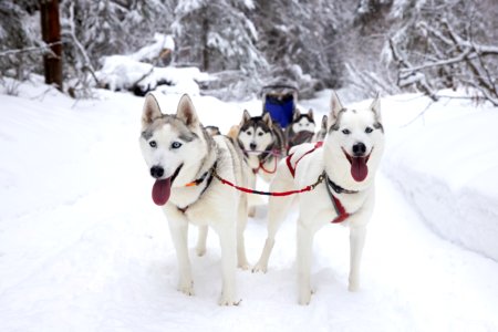 Recreational dog mushing in the snowy forest. photo