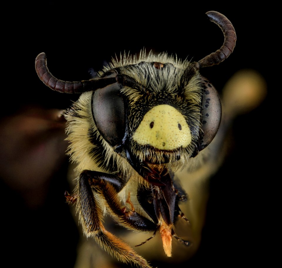 Andrena fulvipennis, M, Face, MD, Anne Arundel County 2013-08-16-18.25.43 ZS PMax