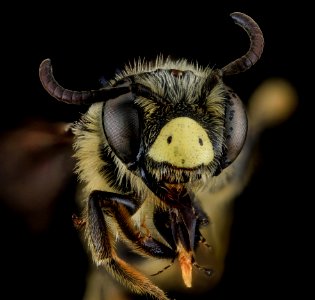 Andrena fulvipennis, M, Face, MD, Anne Arundel County 2013-08-16-18.25.43 ZS PMax photo