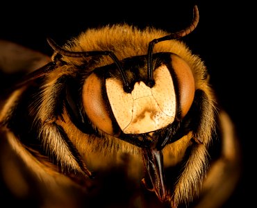 Xylocopa lugubris, m, face, Kruger National Park, South Africa Mpumalanga 2018-07-17-22.55