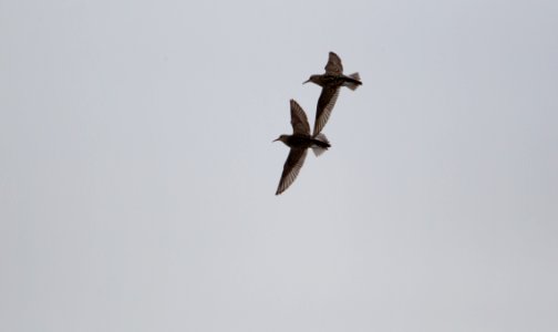 Pectoral sandpipers in flight